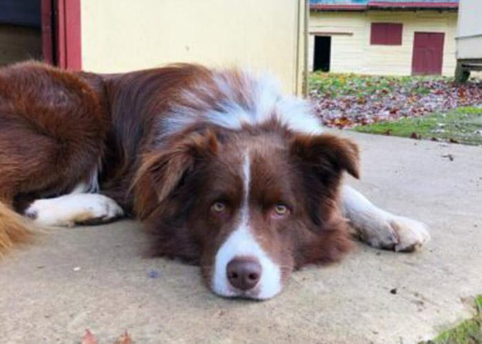 Dog-Friendly Accommodation